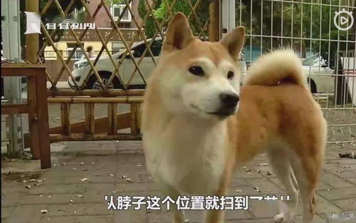 男子因躲避飓风丢失宠物狗面临五年监禁，智能预警系统助力保护宠物狗安全避险