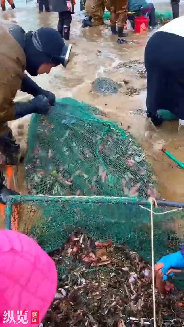 山东海肠打捞引发溺水传闻？真相揭秘与探索自然之旅的双重探寻
