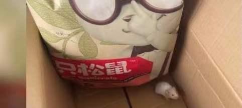 女生取快递发现仓鼠温馨迎接，小故事传递正能量