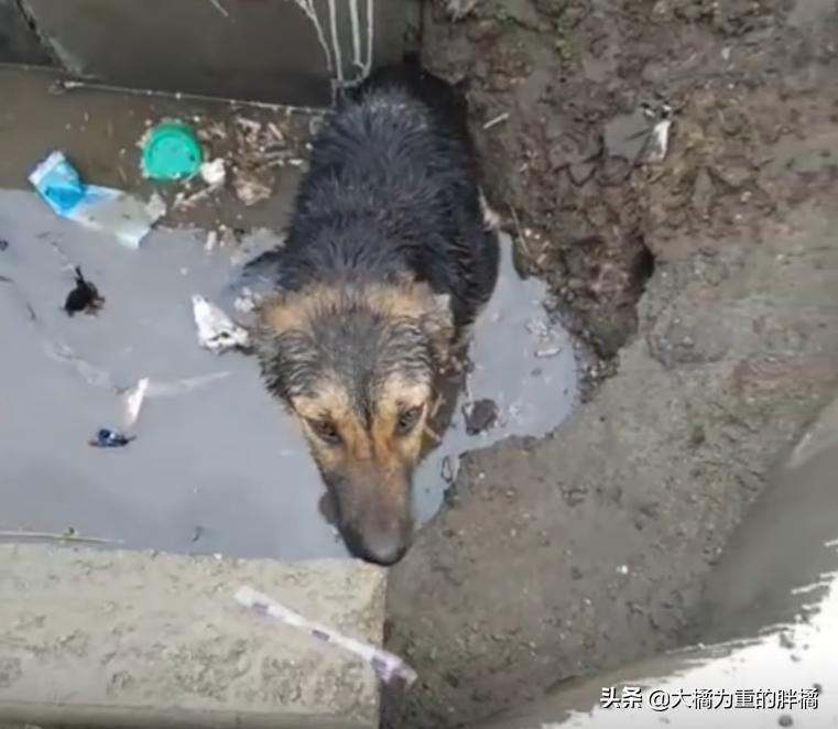 宠物狗撞伤人引发纠纷，主人赔偿十二万赔偿款