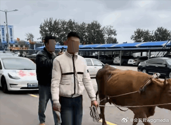 报废车购买纠纷，车主牛拉车维权事件