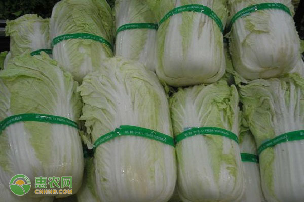 洋白菜最新价格行情及分析