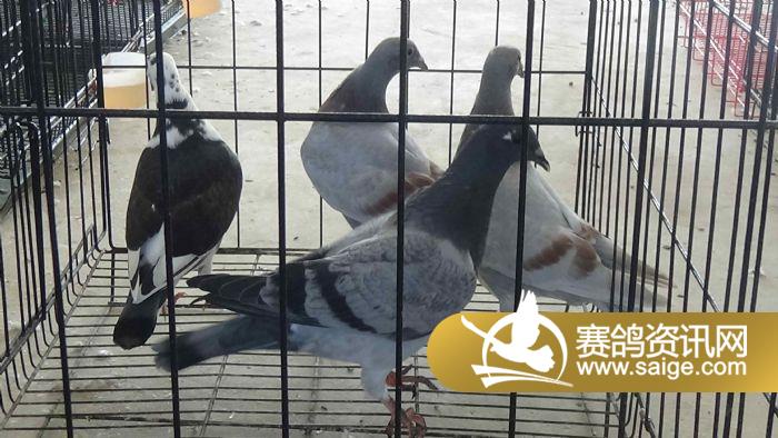 雅鸽最新版本下载安装的温馨之旅
