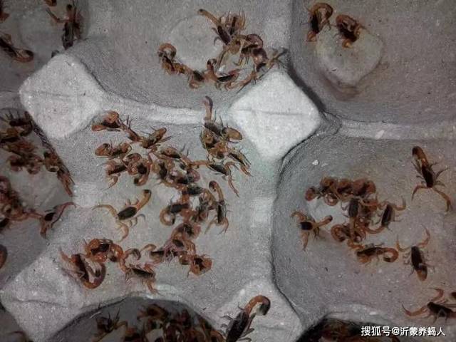 从新手到专家，蝎子养殖的励志旅程揭秘