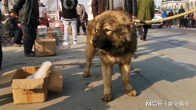 狗市价格概览