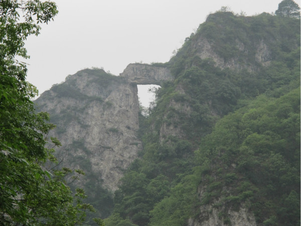 银蕨最新靓照，自然美景的探索之旅