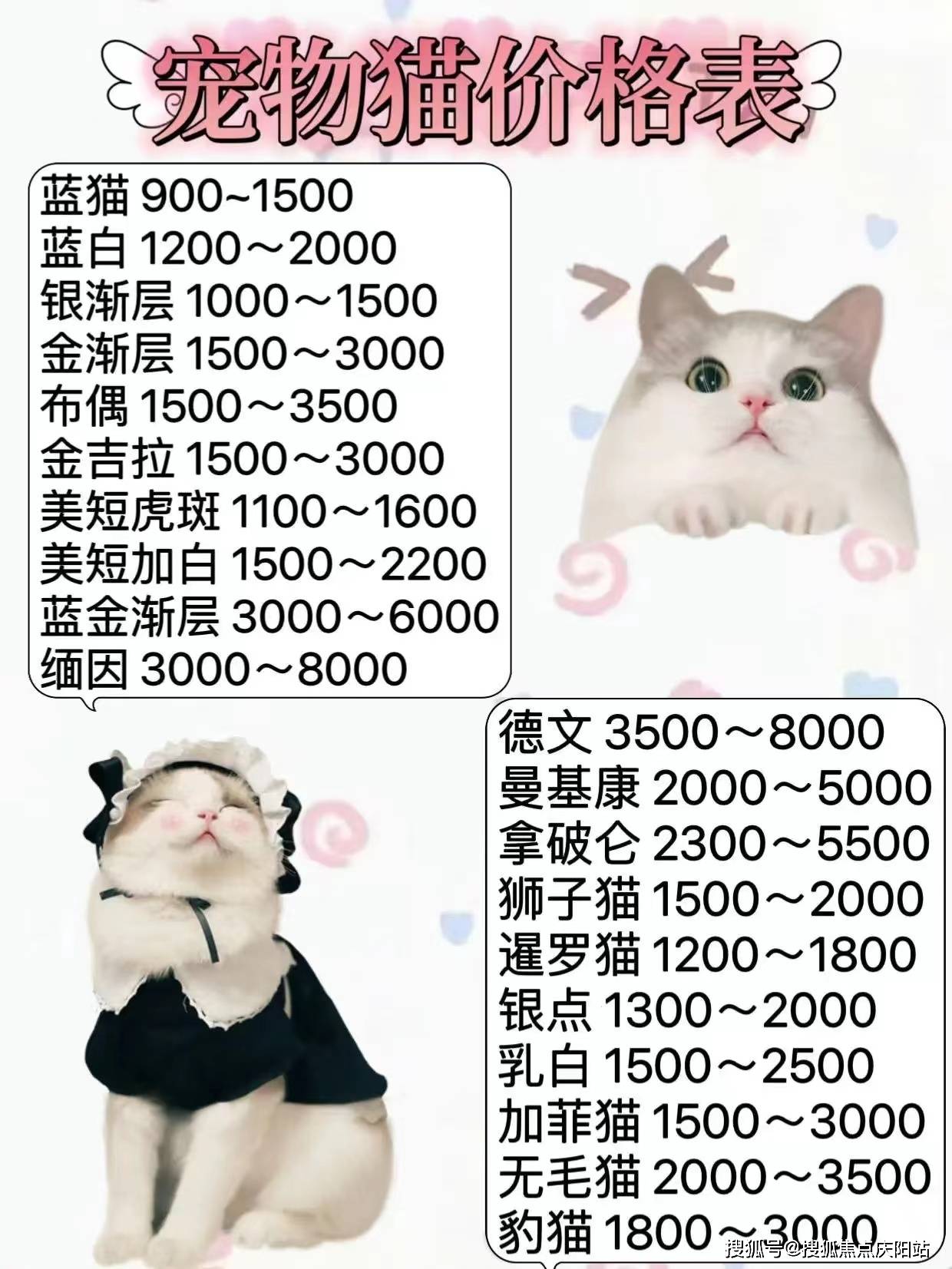 一网打尽猫咪资讯，最新域址集结猫咪爱好者圣地